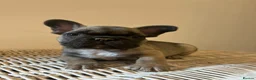 French Bulldog dogs for sale: Stunning frenchie boys  - Advert 21