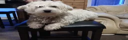 Cavapoo dogs for sale: Cavapoo F1b puppies  - Advert 5