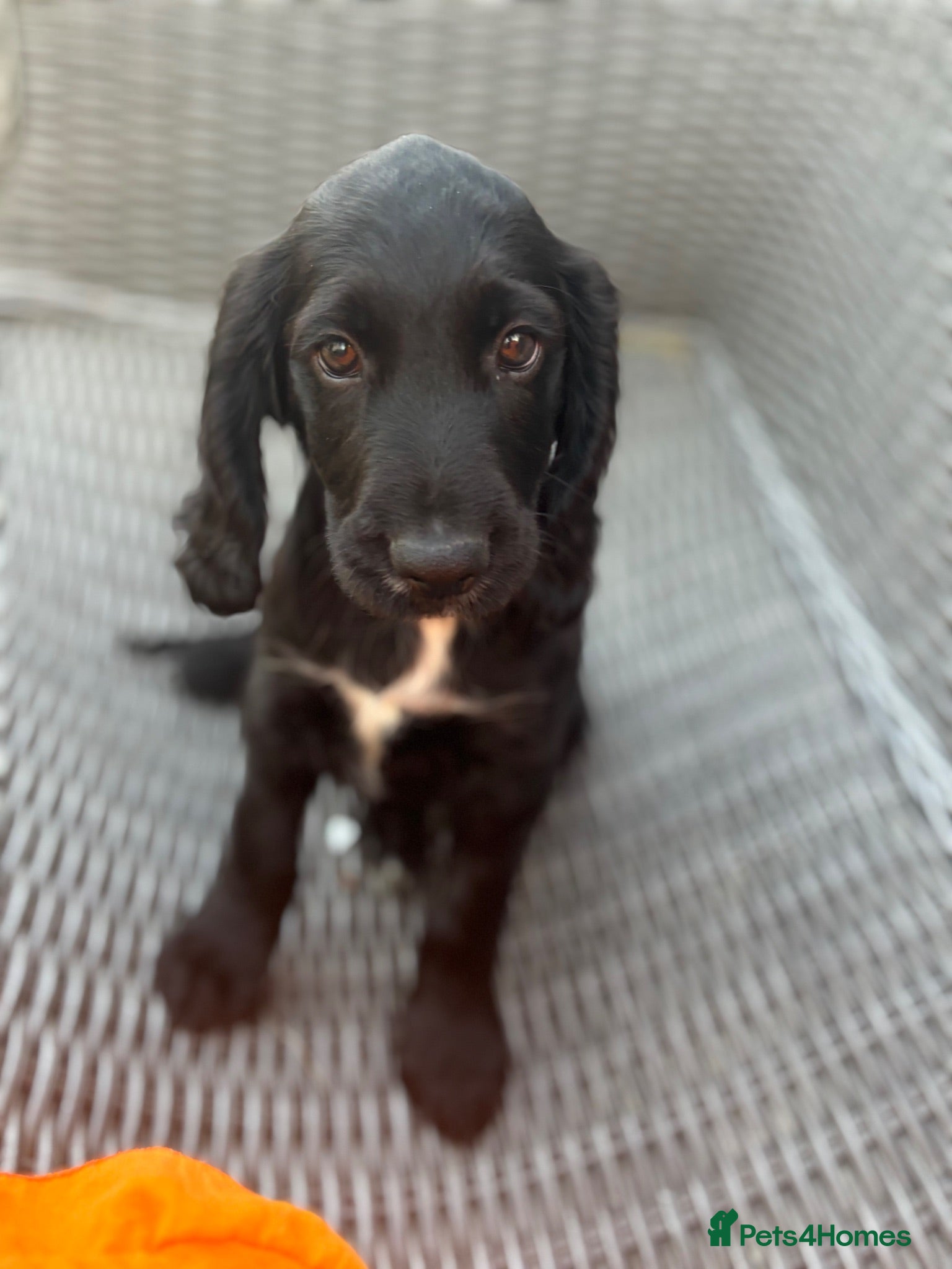 Cocker Spaniel dogs READY TO LEAVE  NOW  - Advert 2