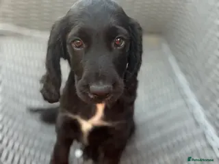 Cocker Spaniel dogs READY TO LEAVE NOW - Advert 2