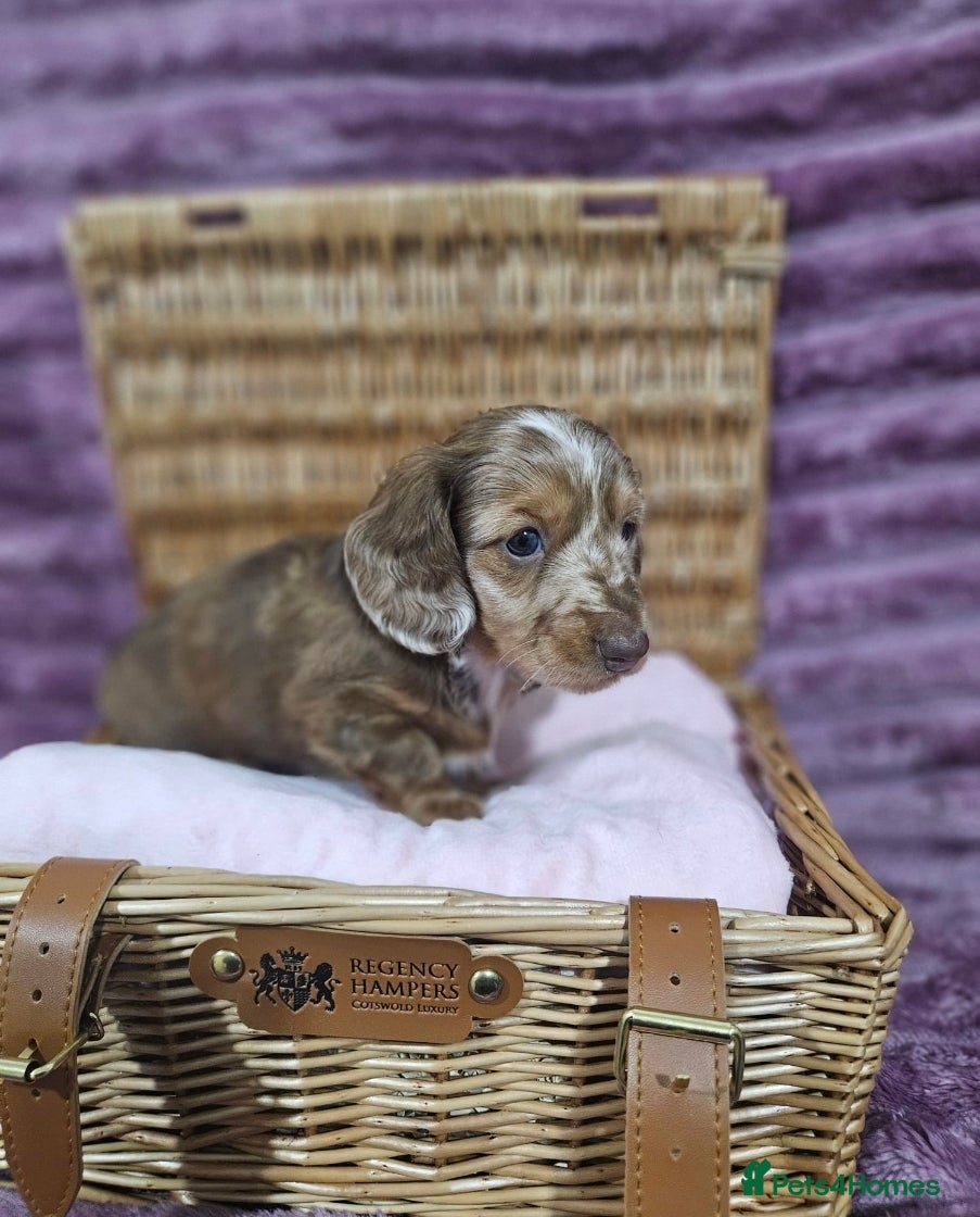 Miniature Dachshund dogs Miniature Dachshund puppies - Advert 1