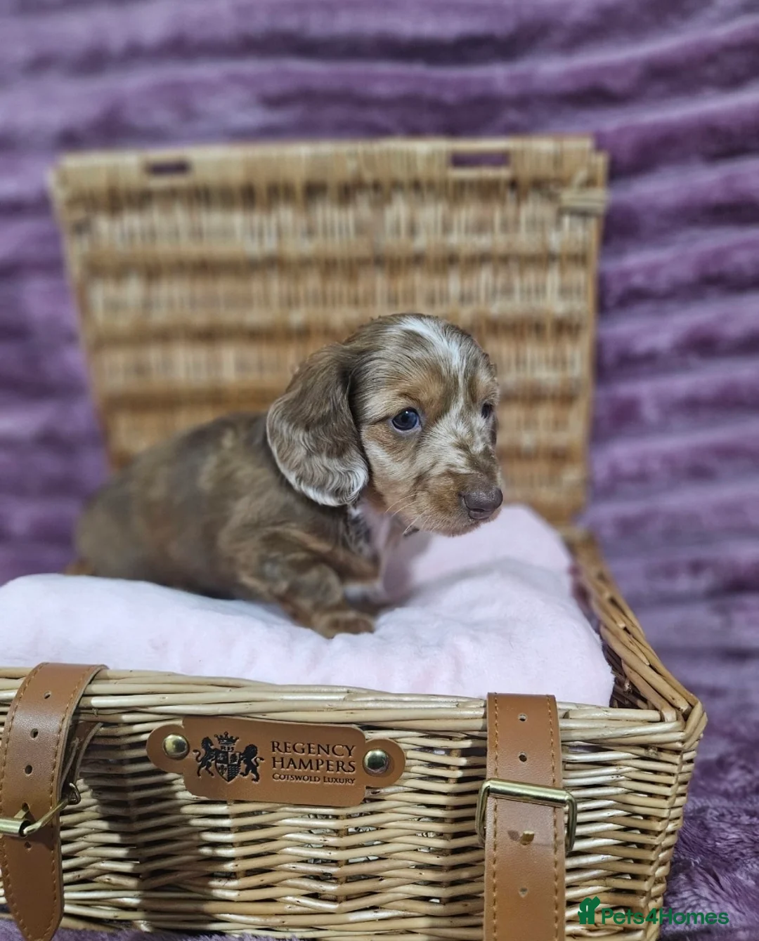 Miniature Dachshund dogs for sale: Miniature Dachshund puppies - Advert 1