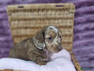 Miniature Dachshund dogs Miniature Dachshund puppies - Advert 8
