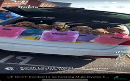 Labrador Retriever dogs for stud: 282 DNA TESTS! Labrador Working Type Red/Yellow  in Sandbach - Image 4