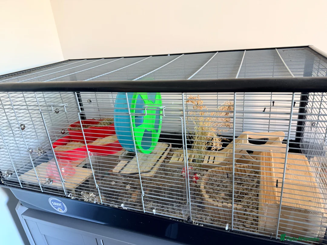 Hamster rodents for sale: Female Syrian hamster with cage and accessories - Advert 9