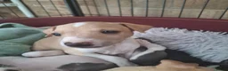 Italian Greyhound dogs for sale: Super cute KC Registered Italian greyhounds  - Advert 16