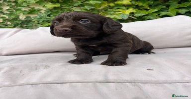 Cocker Spaniel dogs - Advert 4
