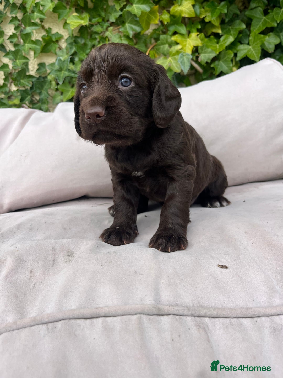 Cocker Spaniel dogs for sale: Working cocker spaniel puppies - Image 3