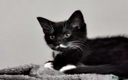 Mixed Breed cats for sale: Flimflam & Bojo - Image 2