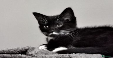 Mixed Breed cats - Advert 5