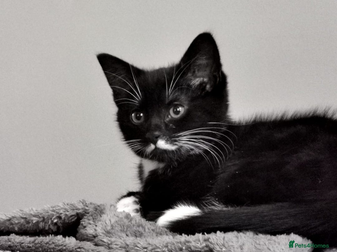 Mixed Breed cats for sale: Flimflam & Bojo - Image 2
