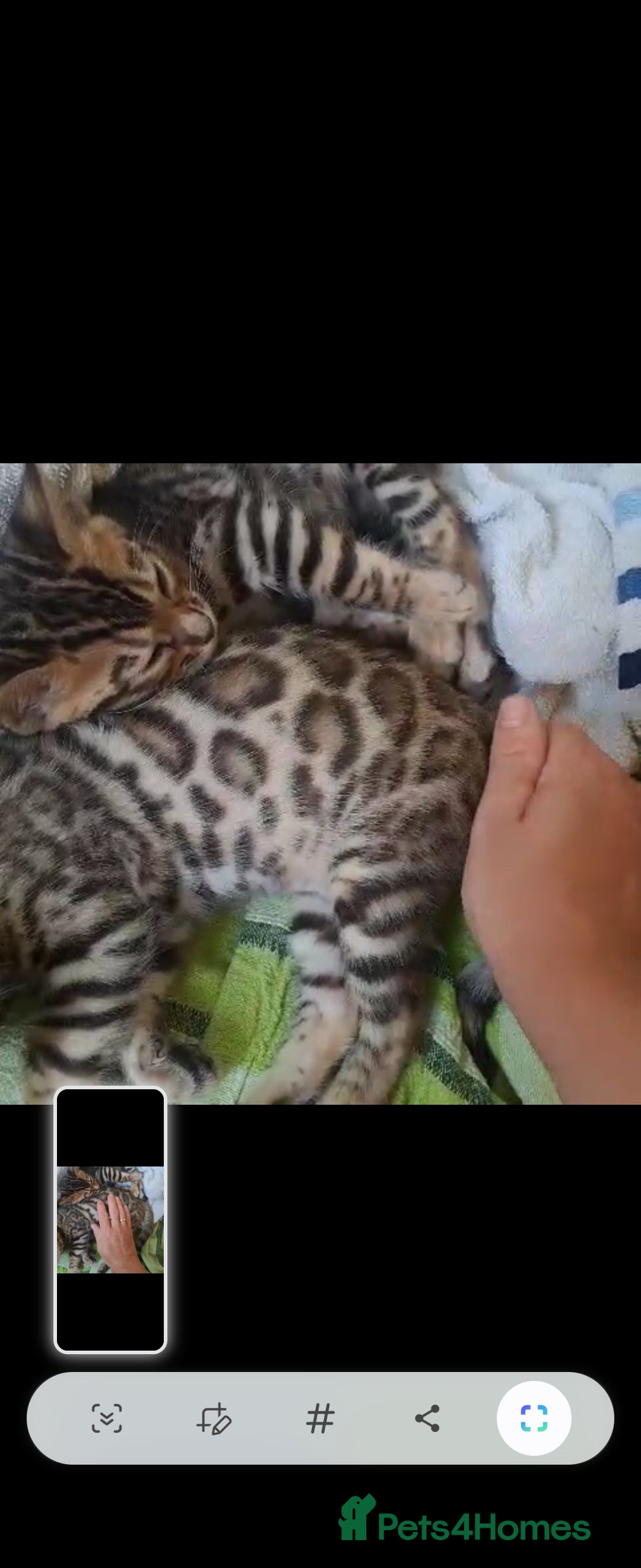 Bengal cats for stud: Proven Snow Bengal for studd in Southampton - Image 27