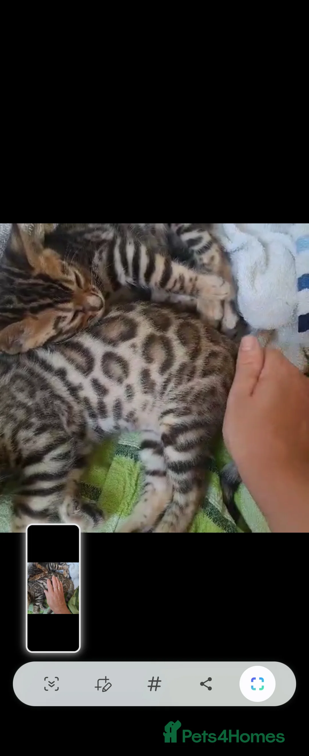 Bengal cats for stud: Proven Snow Bengal for studd in Southampton - Advert 26