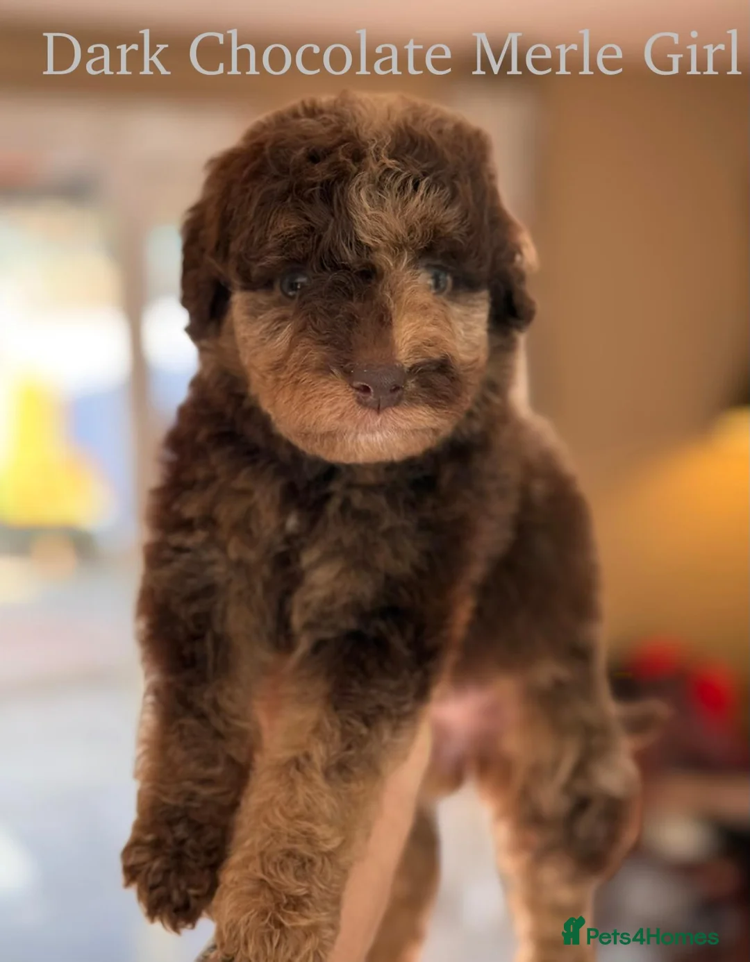 Bordoodle dogs for sale: Beautiful Bordoodle/Colliepoo  - Advert 1