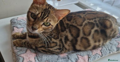 Bengal cats - Advert 11