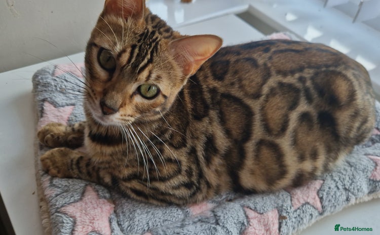 Bengal cats - Advert 15