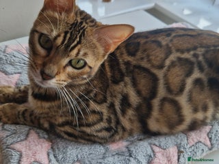 Bengal cats - Advert 4