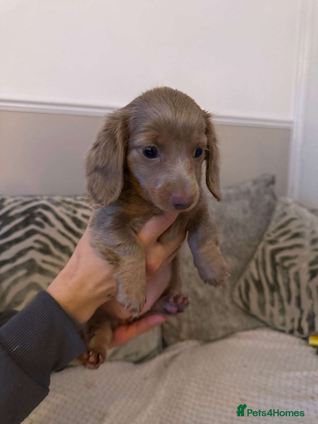 Miniature Dachshund dogs for sale: KC long haired Isabella &tan miniature dachshund - Advert 2