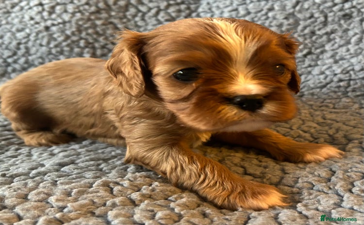 Cavalier King Charles Spaniel dogs Health Tested, beautiful KC Cavalier Puppies.  - Advert 2