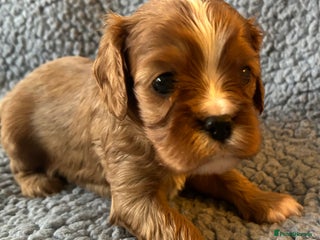 Cavalier King Charles Spaniel dogs Health Tested, beautiful KC Cavalier Puppies. - Advert 13