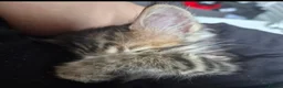 Mixed Breed cats for sale: Girl Bengal & Tabby !!!Pls Read description!!!  - Advert 11