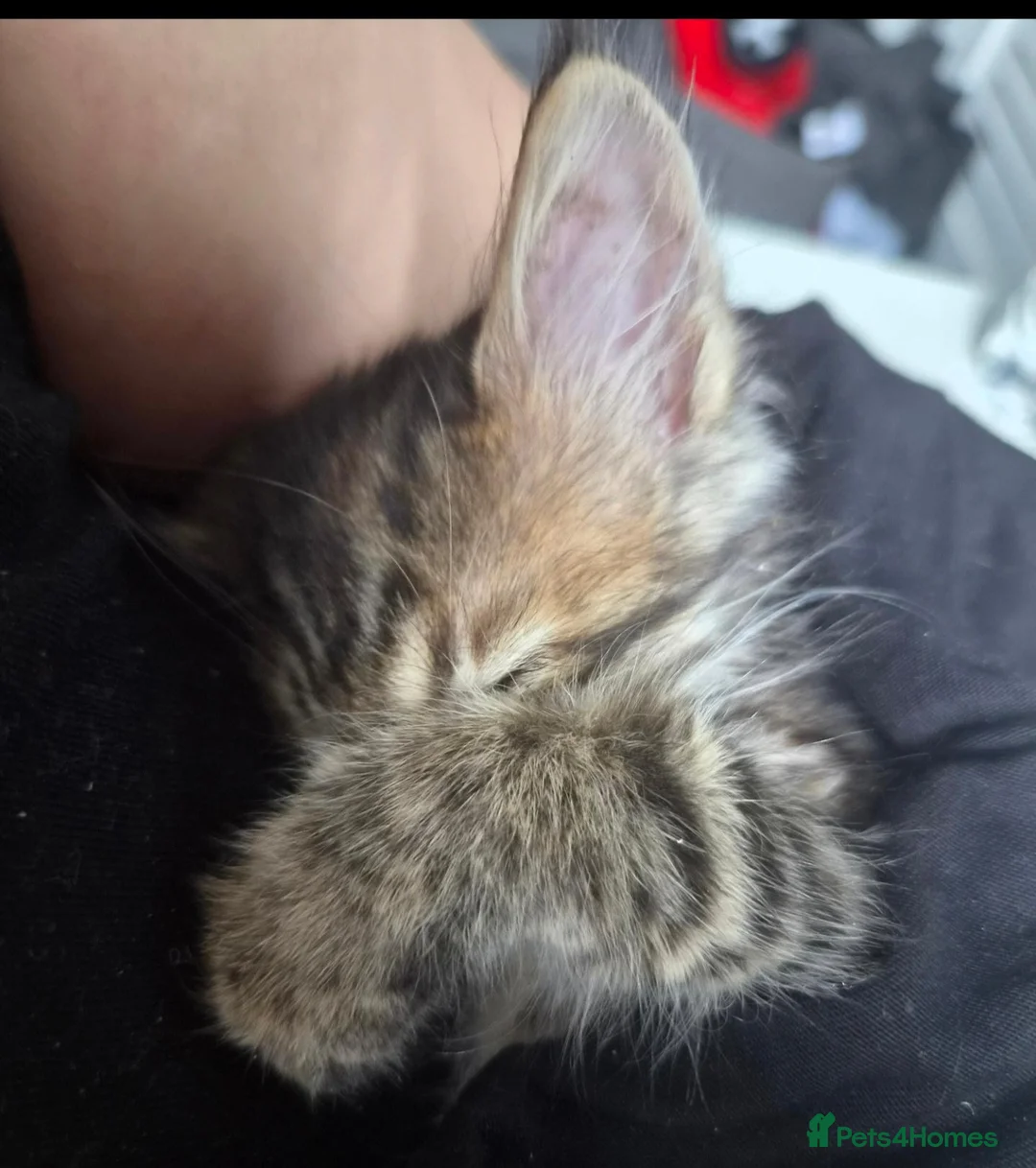 Mixed Breed cats for sale: Girl Bengal & Tabby !!!Pls Read description!!!  - Advert 11