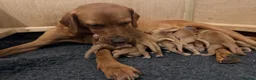 Labrador Retriever dogs for sale: Beautiful Fox Red Labrador puppies in Market Rasen - Advert 16