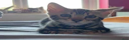 Bengal cats for sale: Beautiful Marble Bengal Kittens  - Advert 5