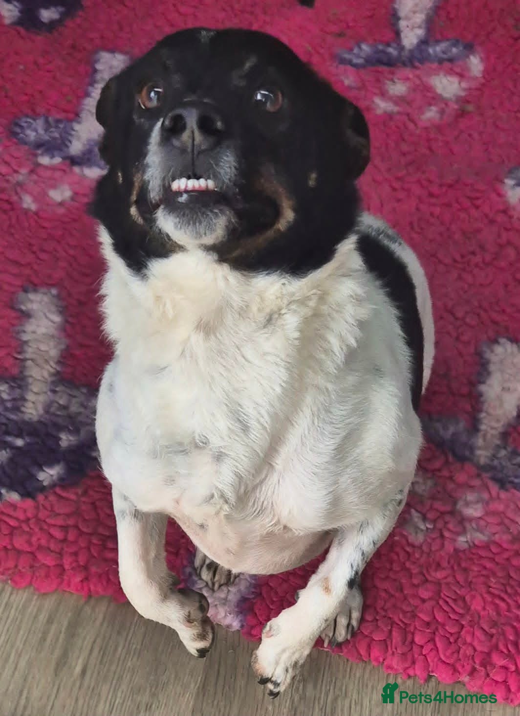 Mixed Breed dogs for adoption: Cody - In Ayr Looking for a home  - Advert 3