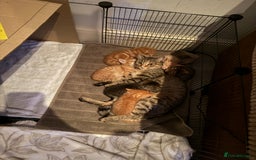 Egyptian Mau cats for sale: Adorable Egyptian Mau/Tabby/Bengal kittens  - Image 7