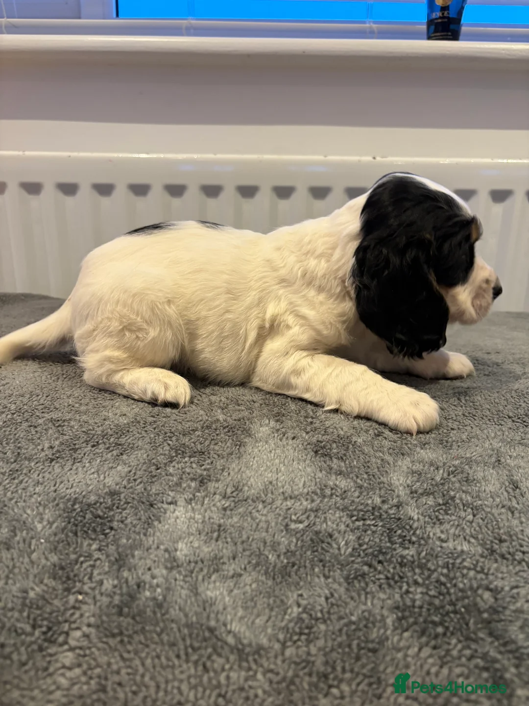 Cocker Spaniel dogs for sale: Cocker spaniel puppies  - Advert 7