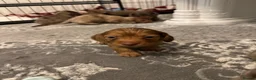 Miniature Dachshund dogs for sale: 3 Long hair mini dachshund puppies - Advert 23