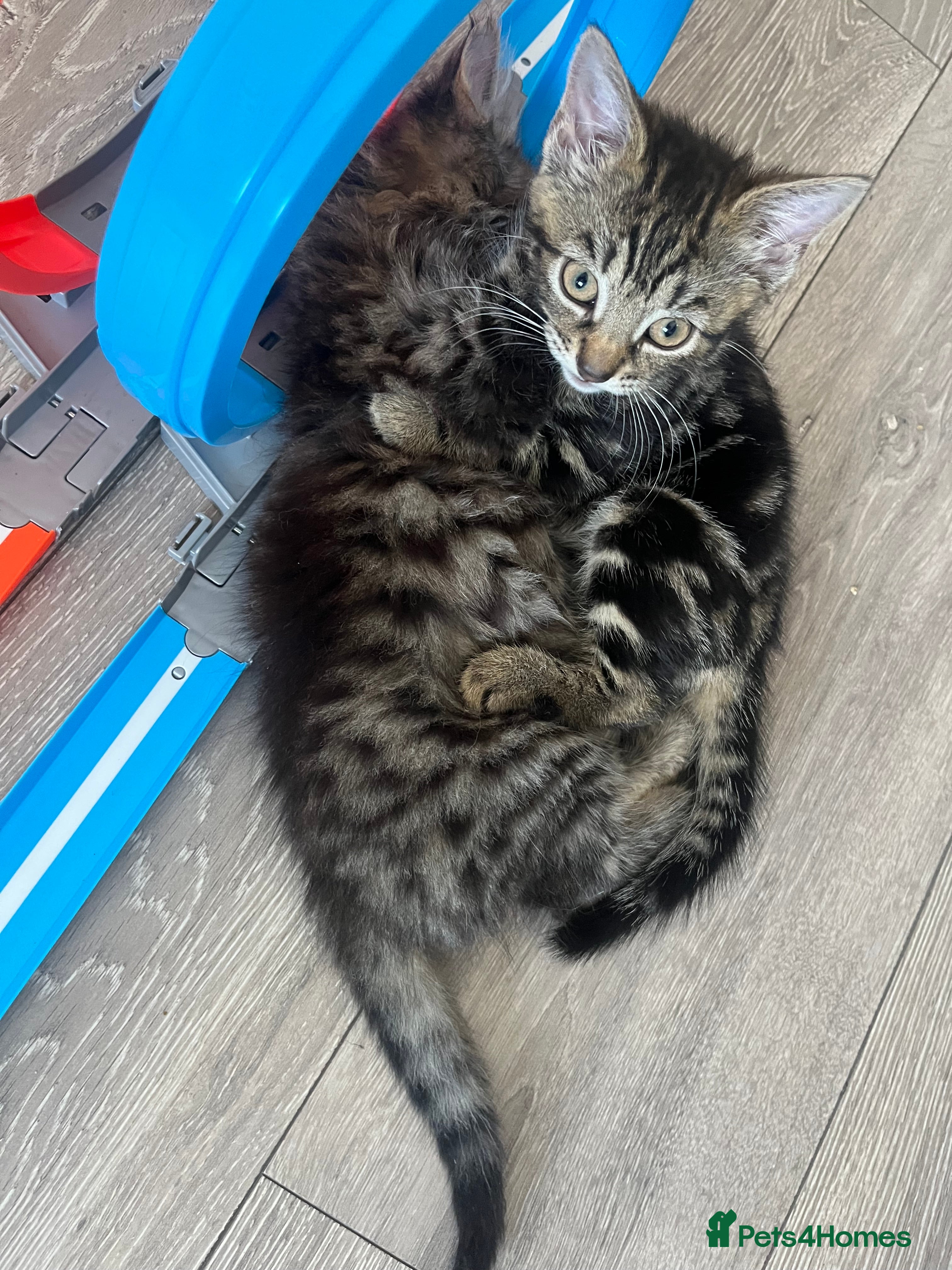 Mixed Breed cats Reduced kittens need gone asap to a loving home  - Advert 3