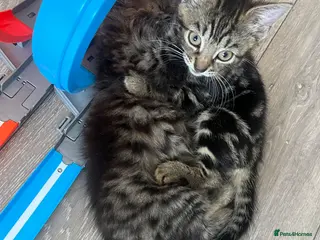 Mixed Breed cats Reduced kittens need gone asap to a loving home - Advert 3