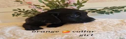 Sprocker dogs for sale:  Beautiful Sprocker puppies  in Pontypool - Advert 10