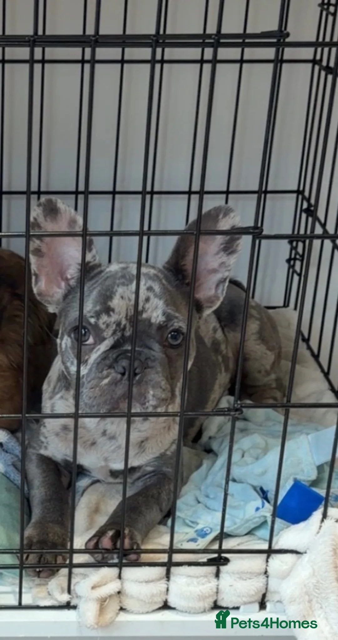 French Bulldog dogs for sale: Merle French Bulldog Male in Winsford - Advert 2