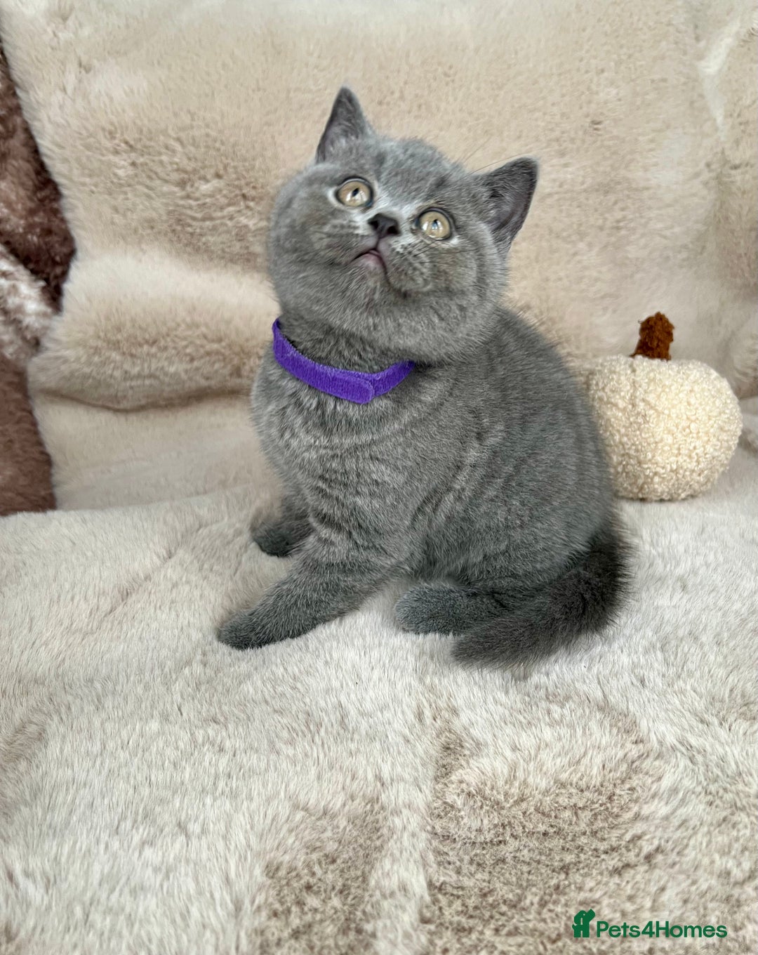 British Shorthair cats for sale: Beautiful British Shorthair  - Advert 2