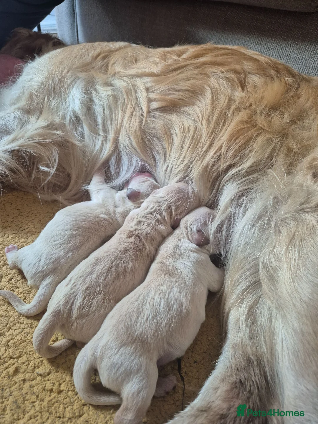 Golden Retriever dogs for sale: KC Registered Puppies - 2 x Girls Available - Advert 16