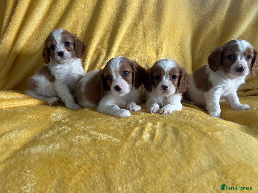 Cavapoo dogs for sale: Stunning cavapoos  - Advert 3