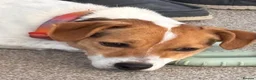 Jack Russell dogs for sale: 2 year old Cindy is looking for her forever home in Preston - Advert 2