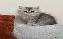 Persian cats for sale: 🐾Fluffy Chinchilla Persian kittens for Sale🐾 - Image 17