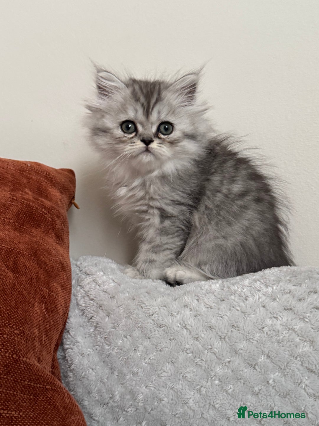 Persian cats for sale: 🐾Fluffy Chinchilla Persian kittens for Sale🐾 - Image 17