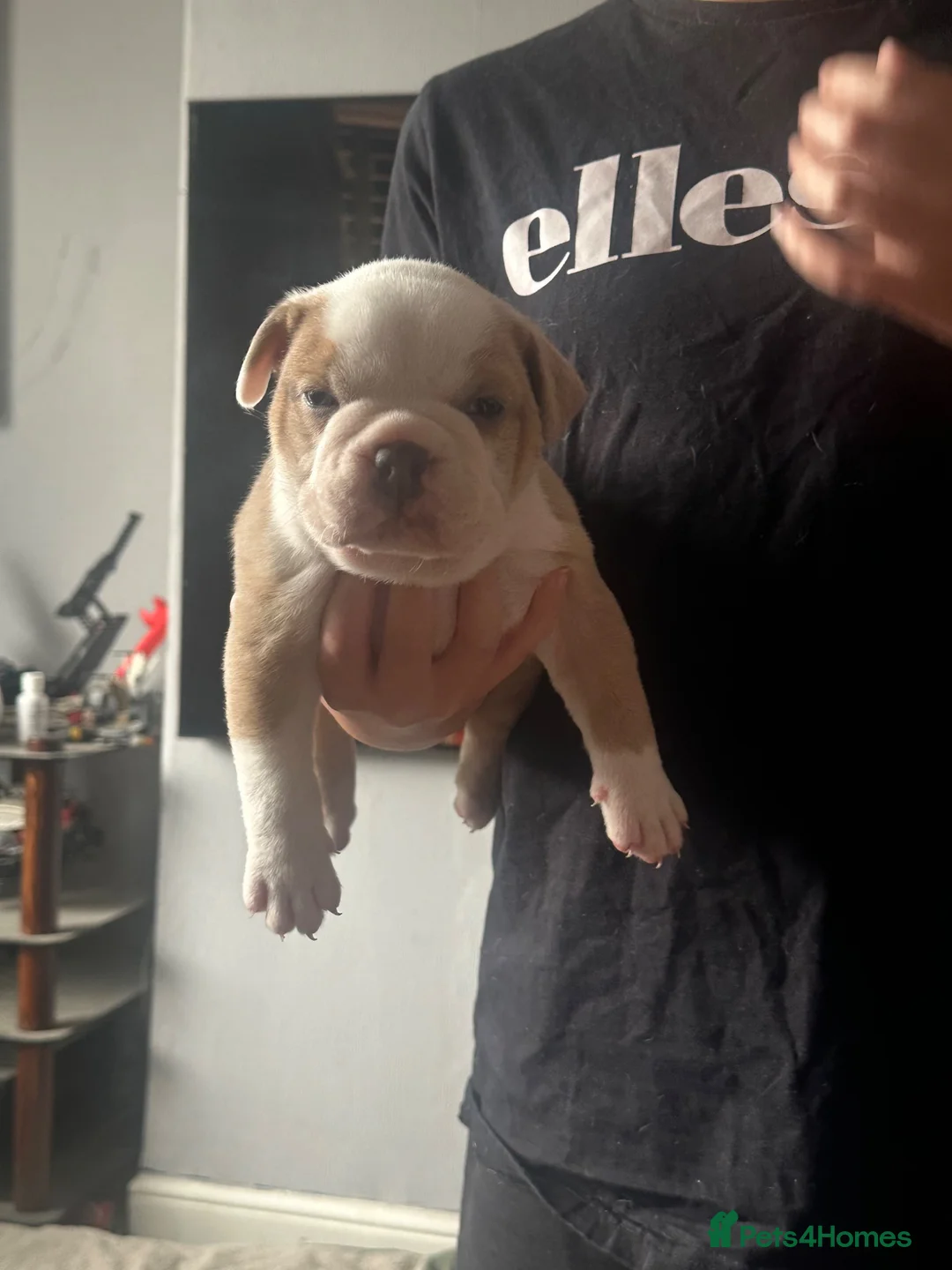 Olde English Bulldogge dogs for sale: Olde English bulldogge puppy - Advert 1