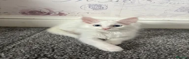 Maine Coon 2