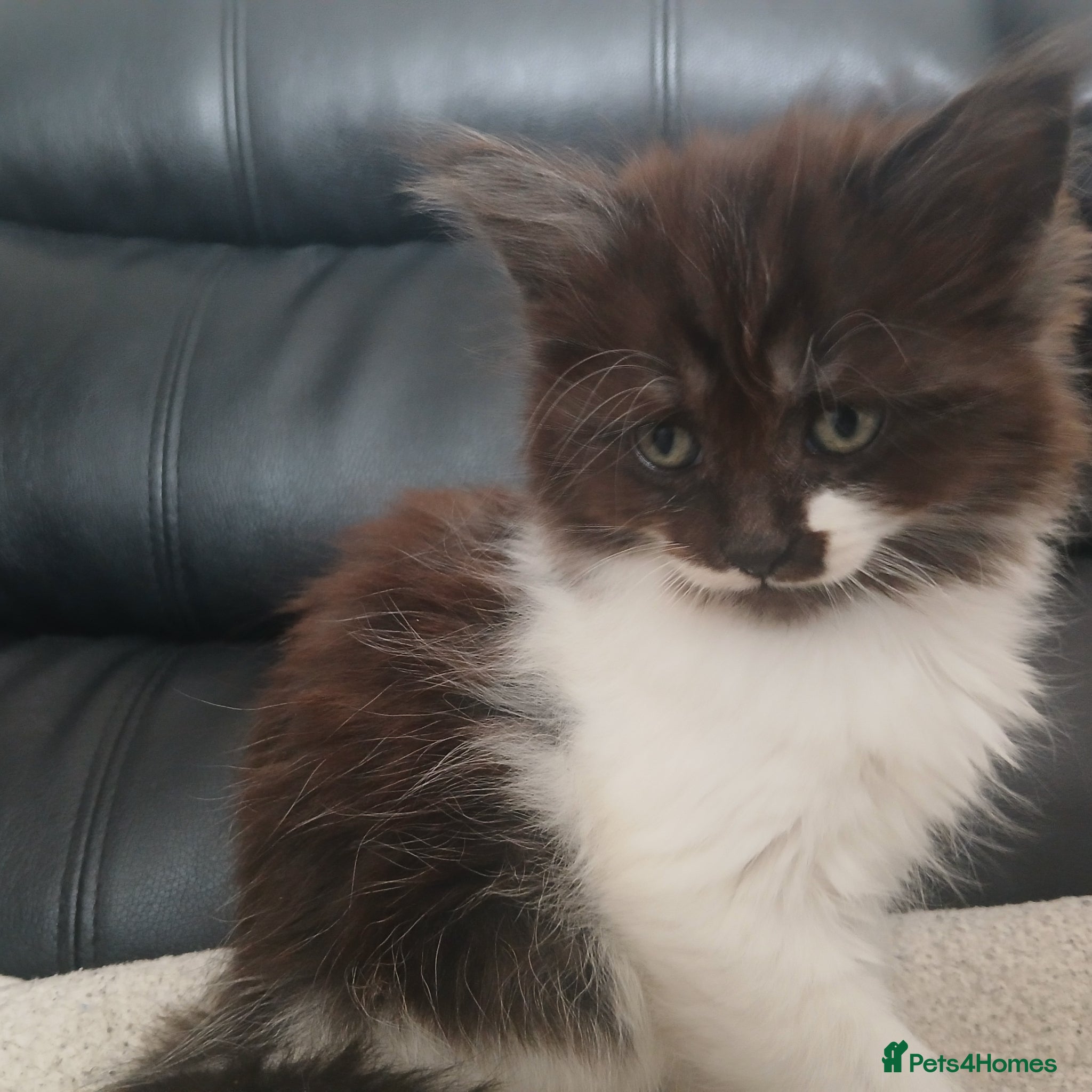 Turkish Angora cats Adorable fluffy kittens for sale - Advert 17