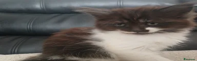 Turkish Angora Kitten 4