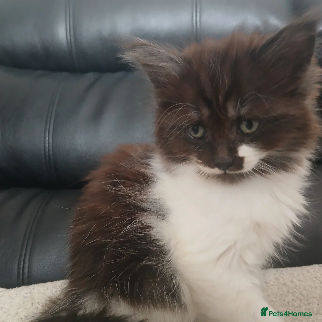 Turkish Angora cats for sale: Adorable fluffy kittens for sale - Advert 1