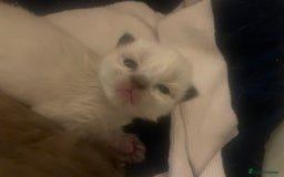Balinese cats for sale: 🐾2 Gorgeous cubs🐾Need Forever Homes Only 🏡 - Image 5