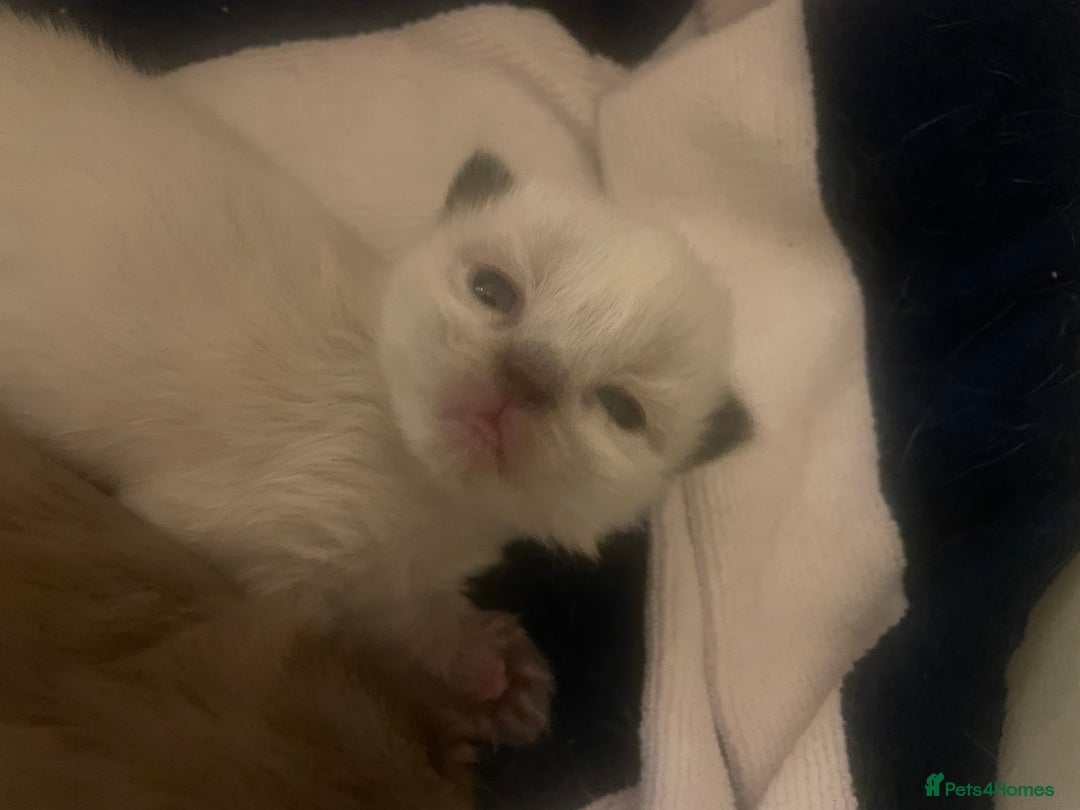 Balinese cats for sale: 🐾2 Gorgeous cubs🐾Need Forever Homes Only 🏡 - Image 5
