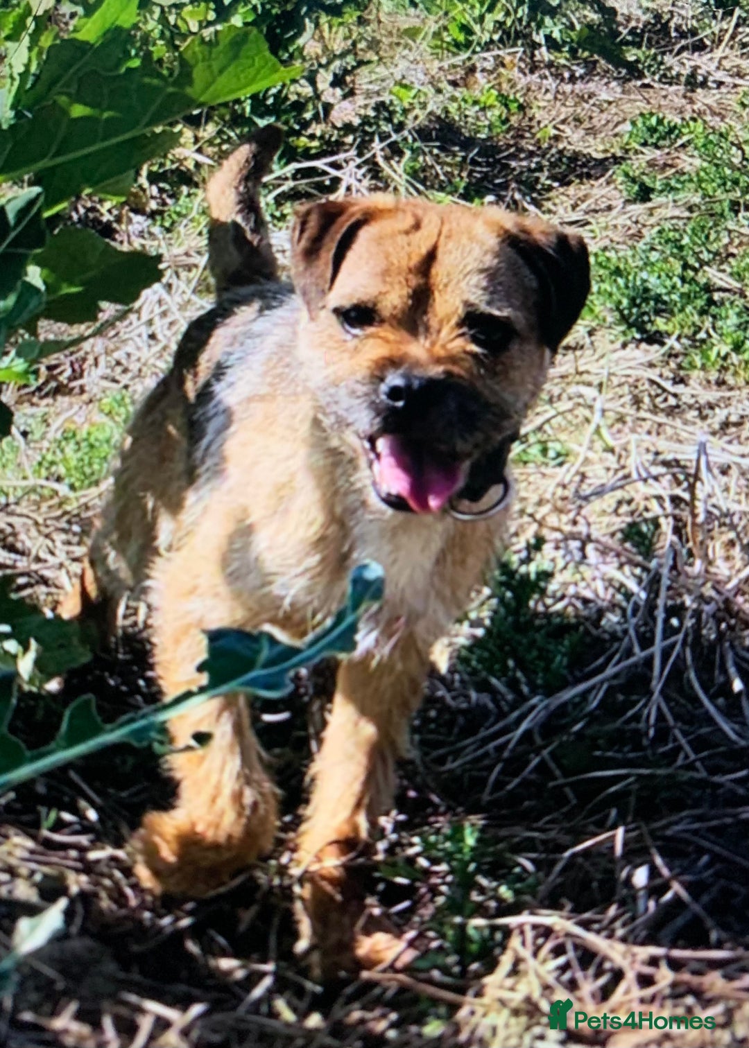 Border Terrier dogs for sale: Healthy Companions KC registered  - Advert 2